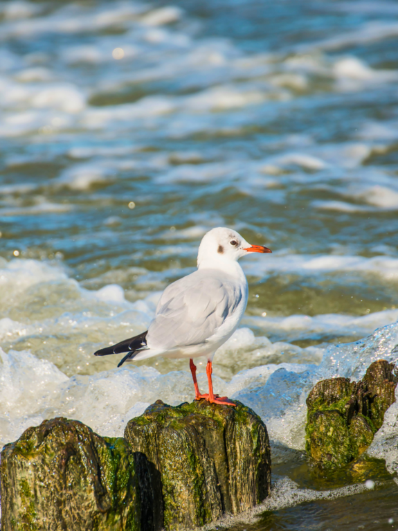L_Möwe Ostsee