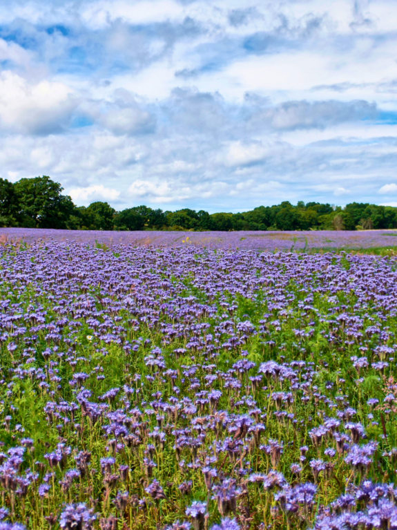 Q_Blumenwiese