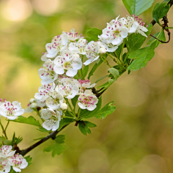 S_Frühling