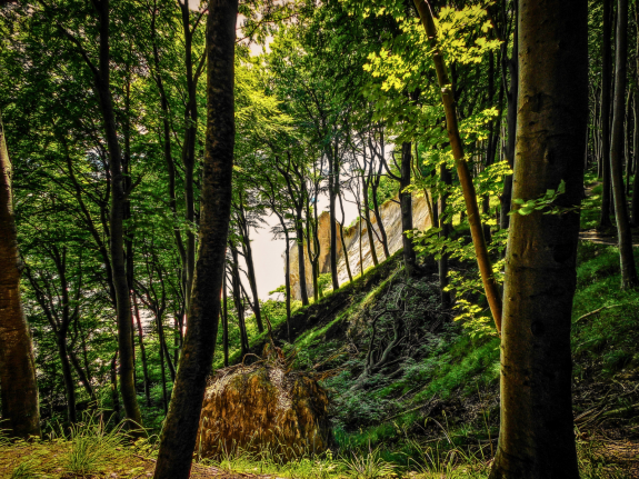 U_Wanderwald
