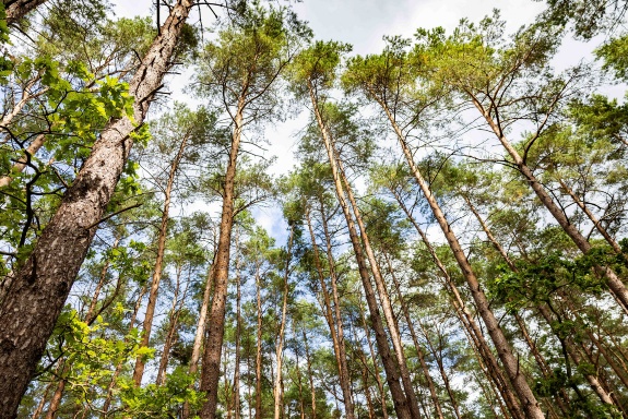 R_Sommerliche-Waldgefühle-in-der-Baaber-Heide