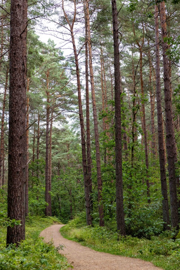 ZE_Naturstimmung-in-der-Baaber-Heide